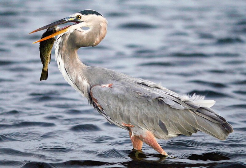 Great blue heron