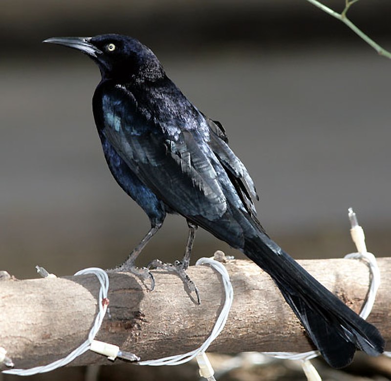 Great-tailed grackle