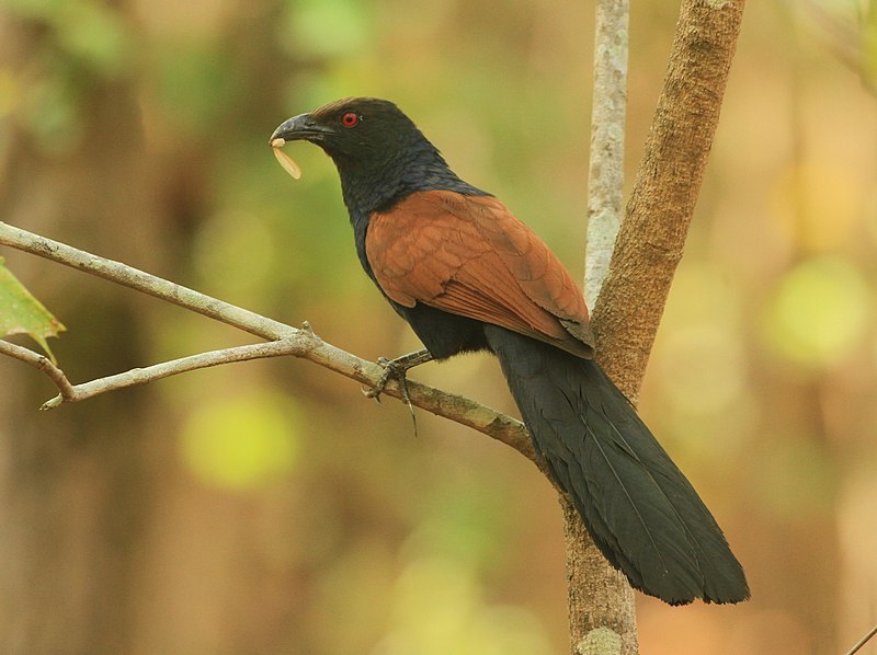 Greater coucal