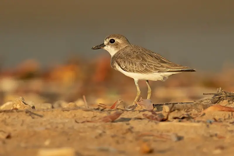 Greater sand plover