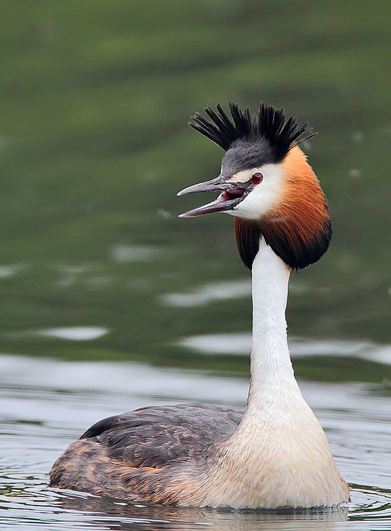 Grebes