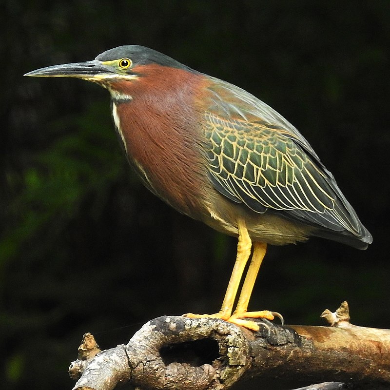 Green heron