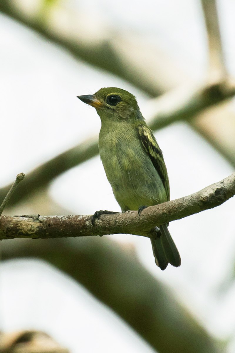 Green tinkerbird