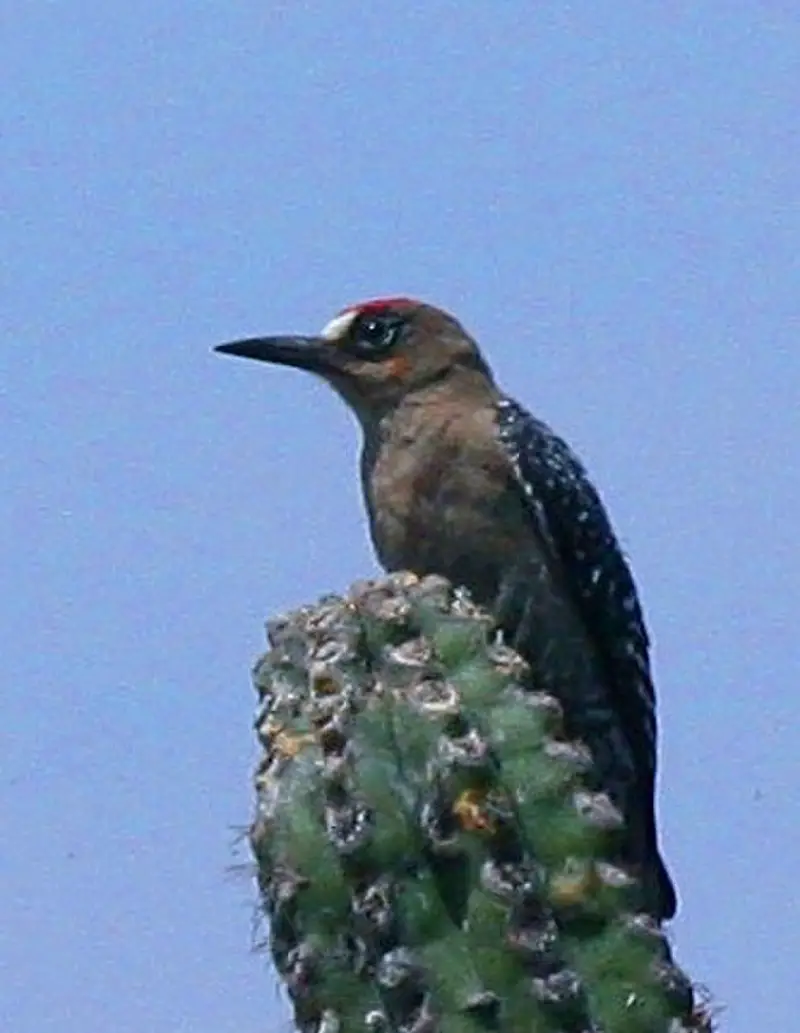 Grey-breasted woodpecker