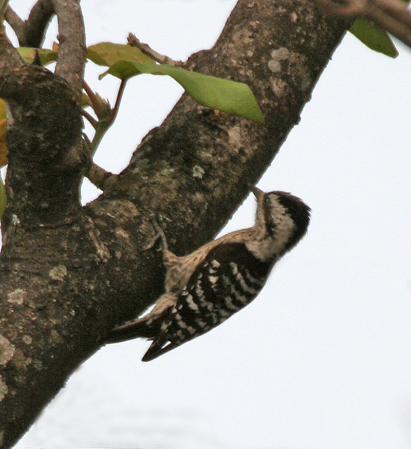 Grey-capped pygmy woodpecker