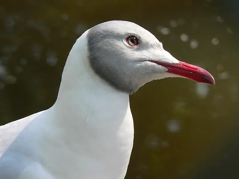 Grey-headed gull