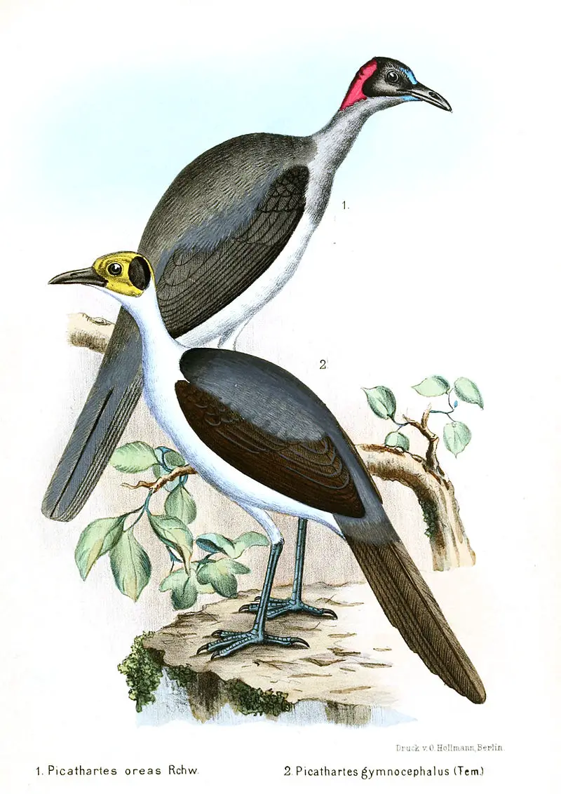 Grey-necked rockfowl