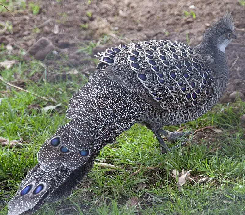 Grey peacock-pheasant