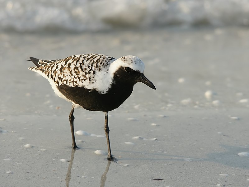 Grey plover