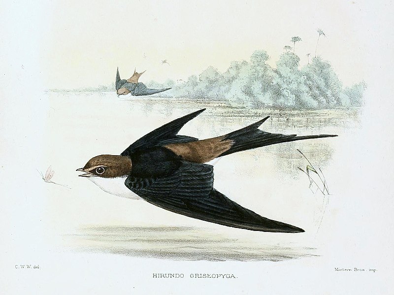 Grey-rumped swallow
