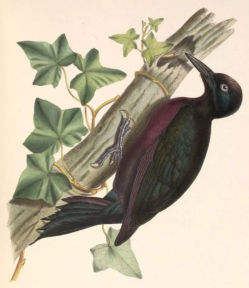 Guadeloupe woodpecker