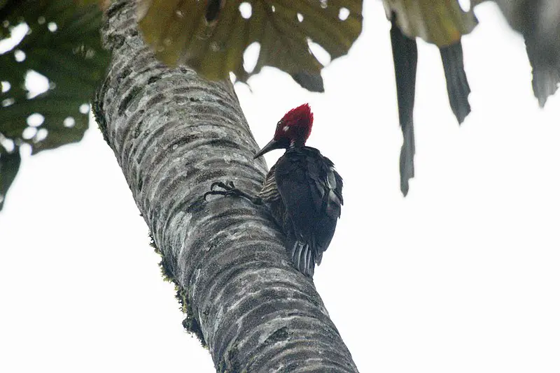 Guayaquil woodpecker