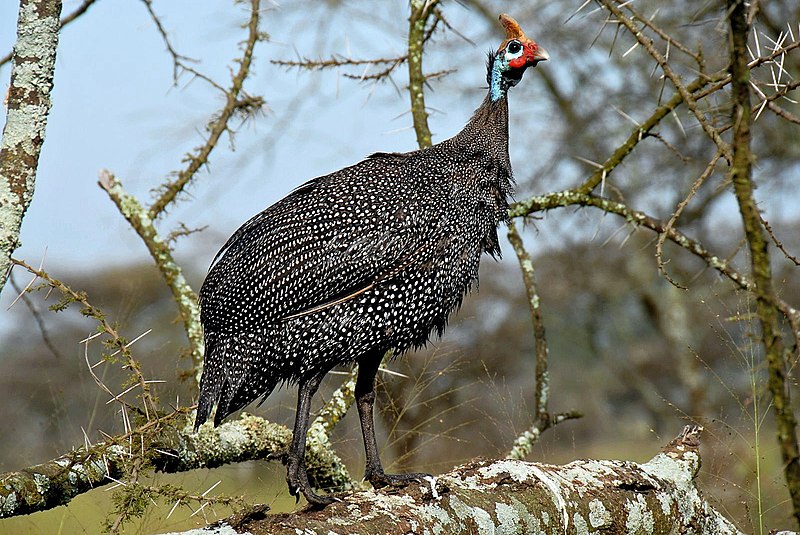 Guineafowls