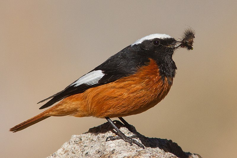 Güldenstädt s redstart