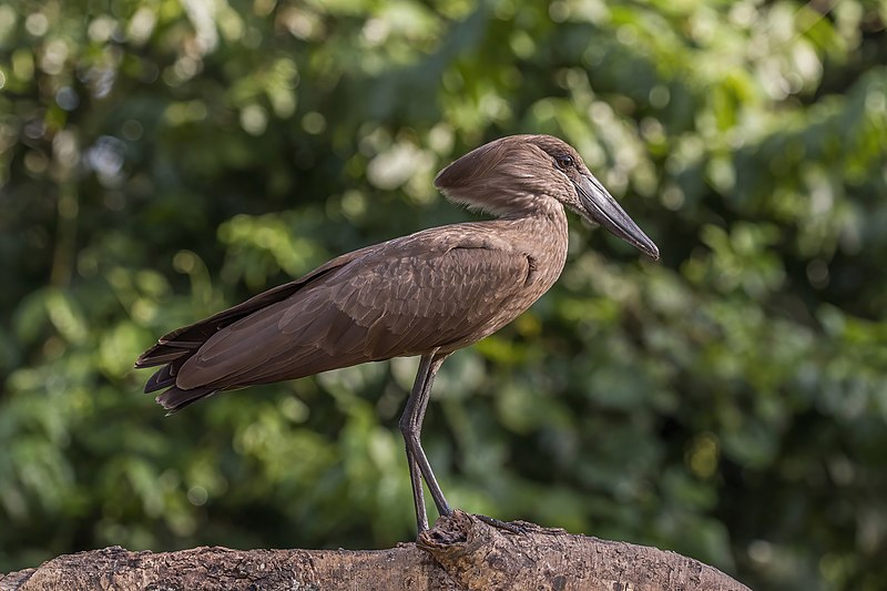 Hamerkop