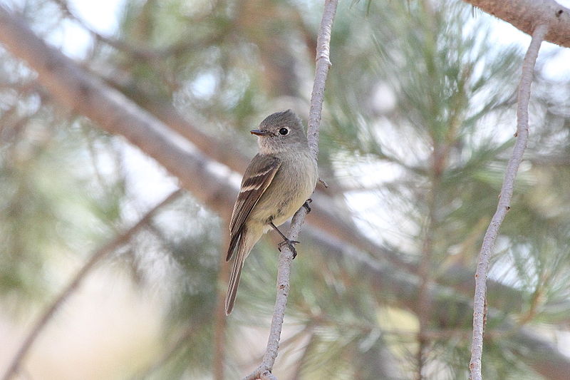 Hammond s flycatcher