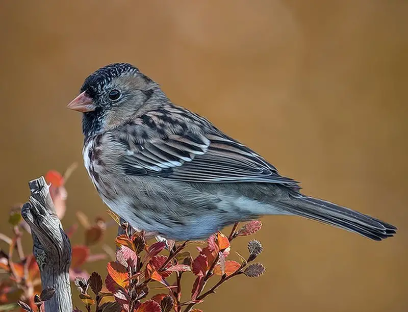 Harris s sparrow