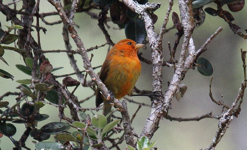 Hawaiʻi ʻakepa