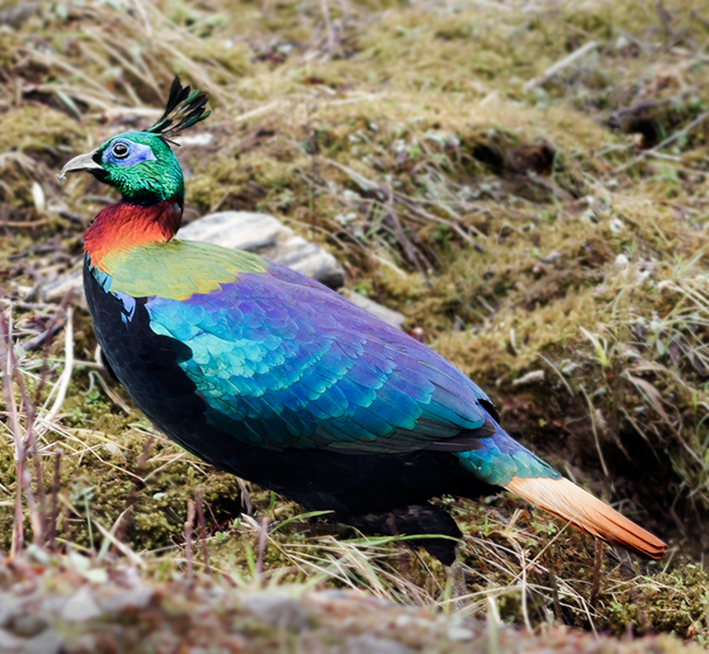 Himalayan monal