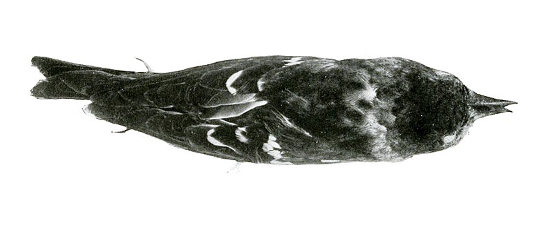 Hispaniolan crossbill