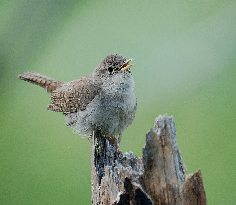 House wren