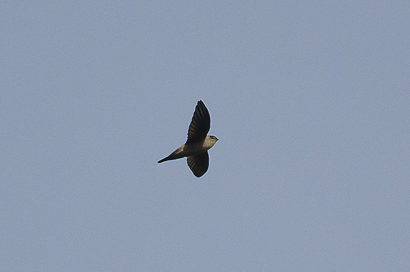 Indian swiftlet