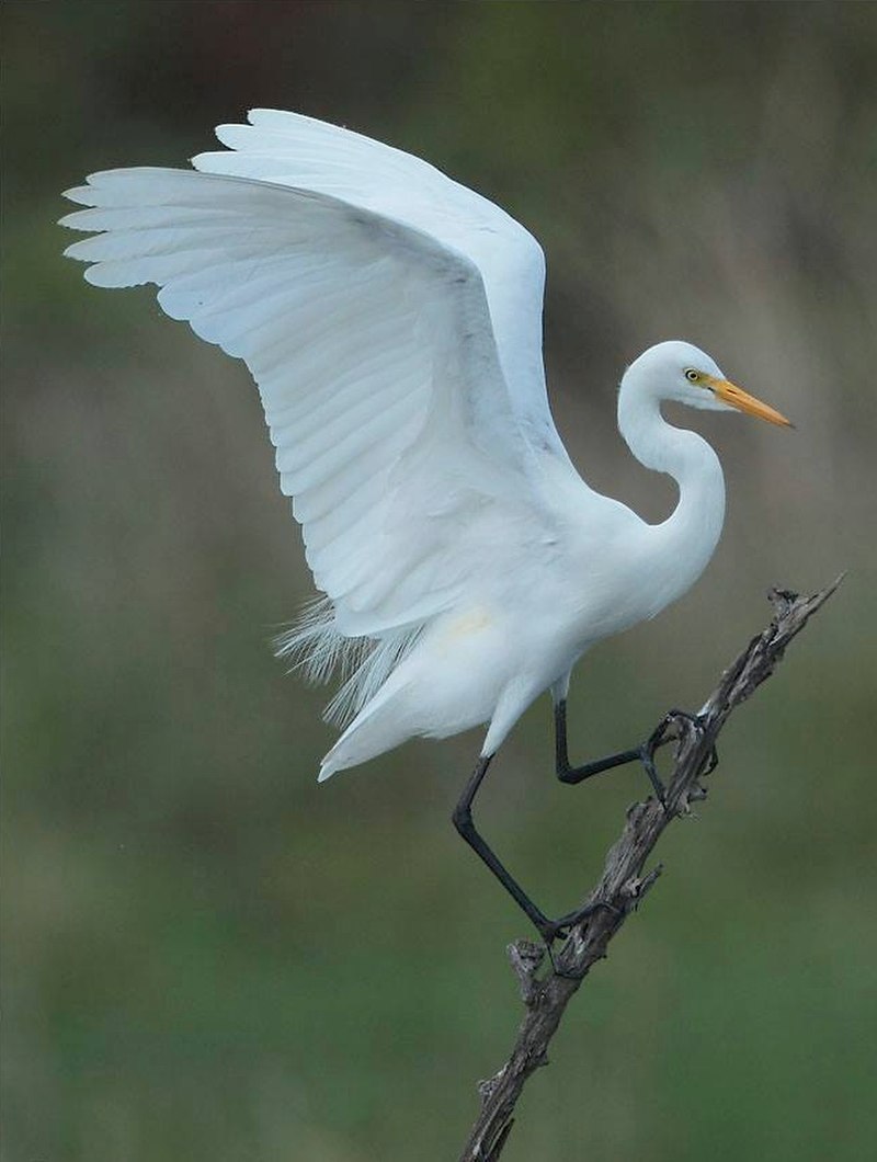 Intermediate egret