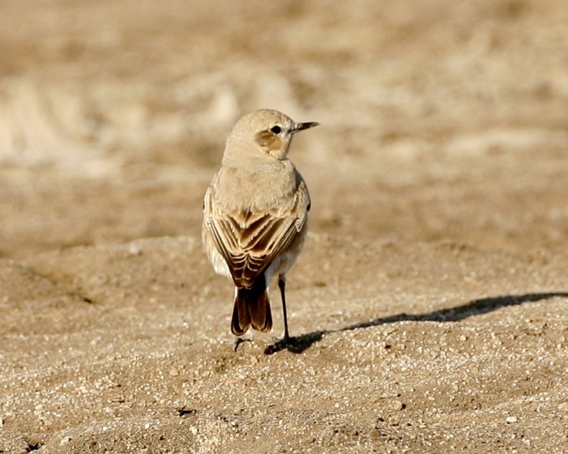 Isabelline wheatear