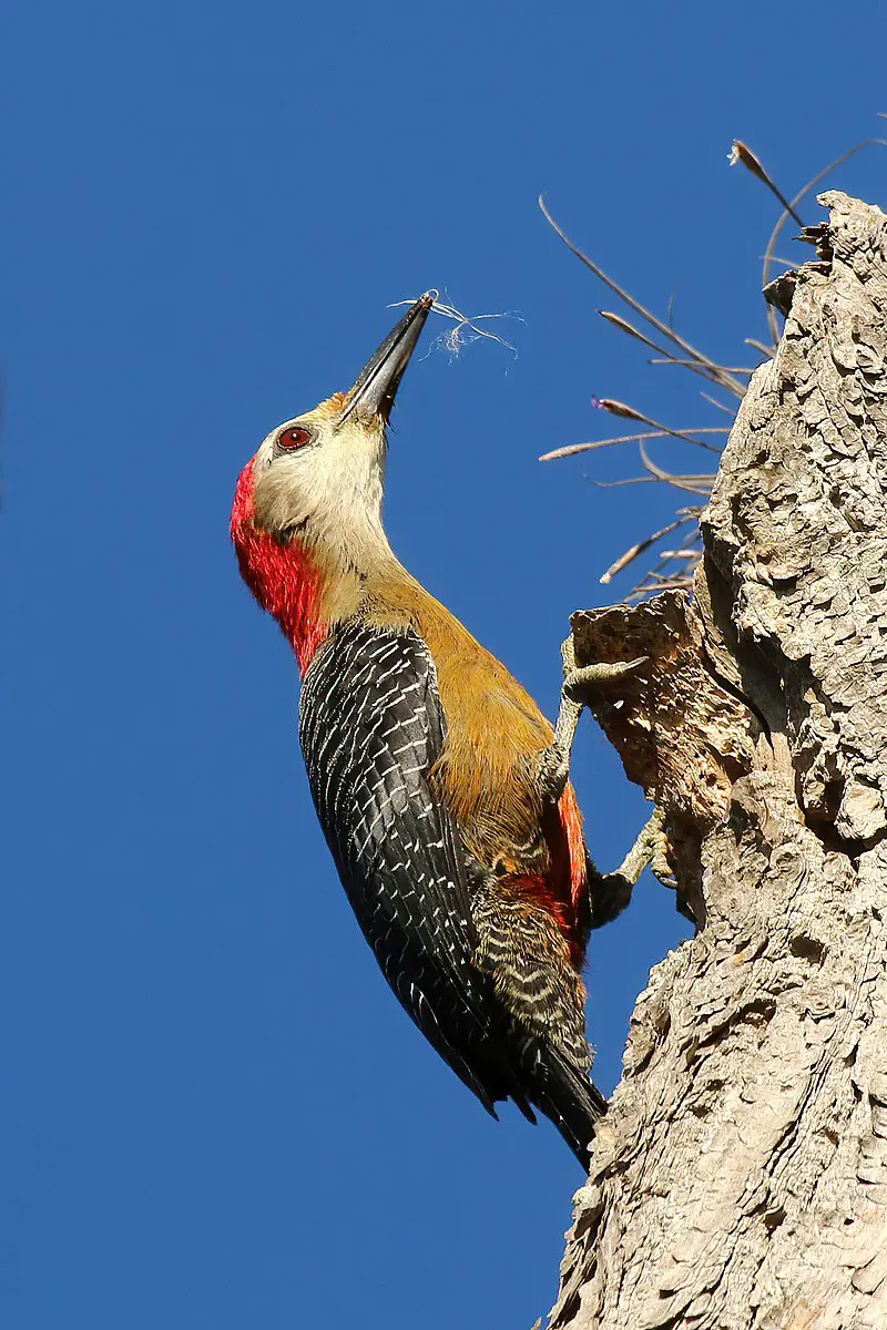 Jamaican woodpecker