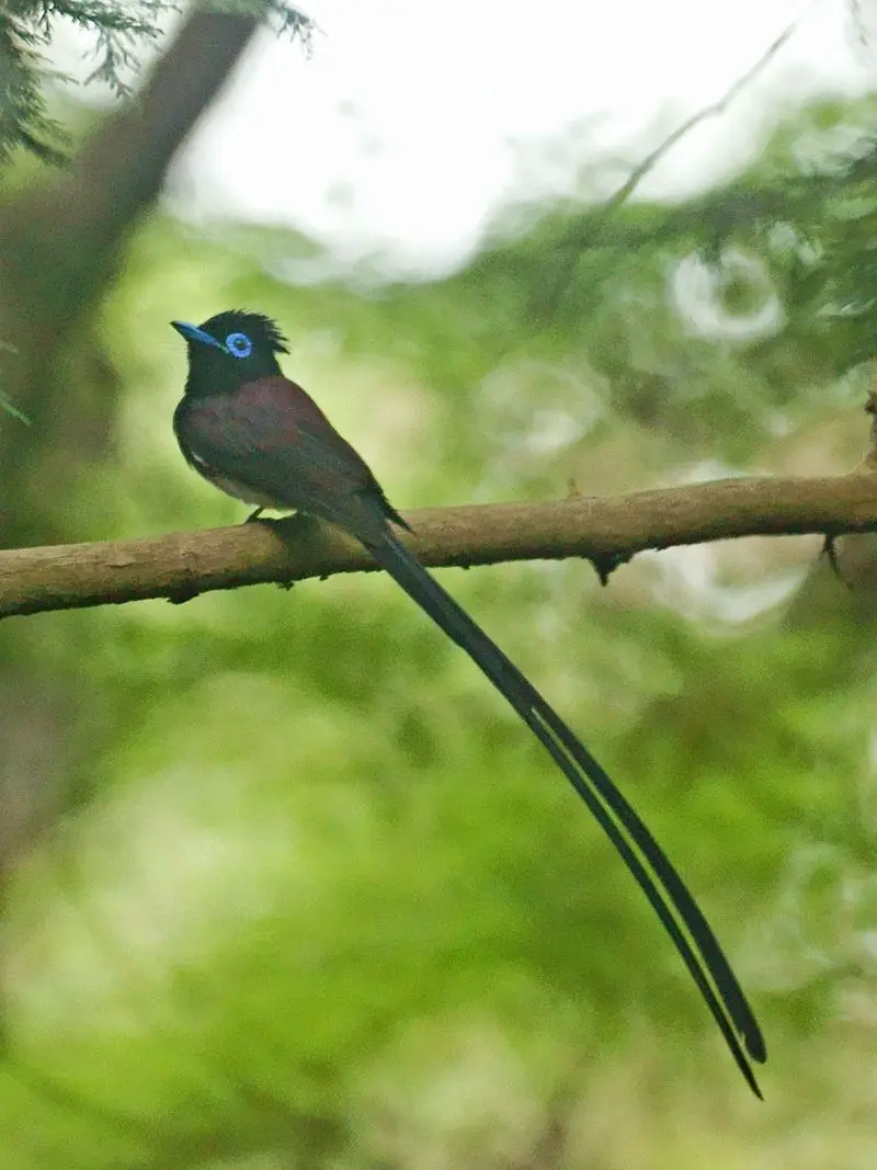 Japanese paradise flycatcher