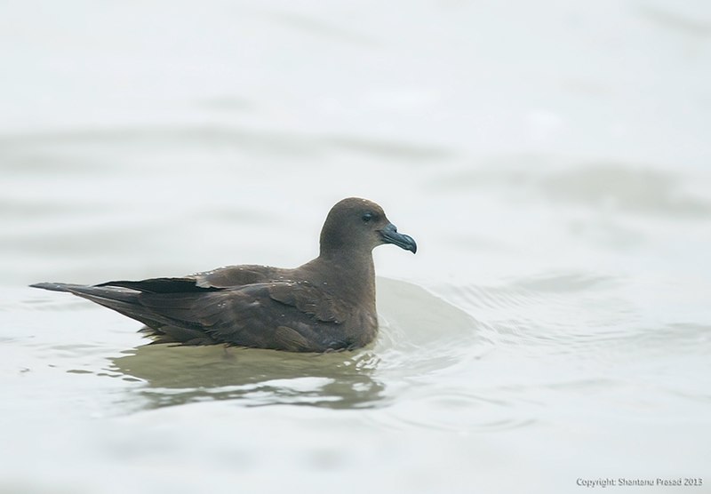 Jouanin s petrel