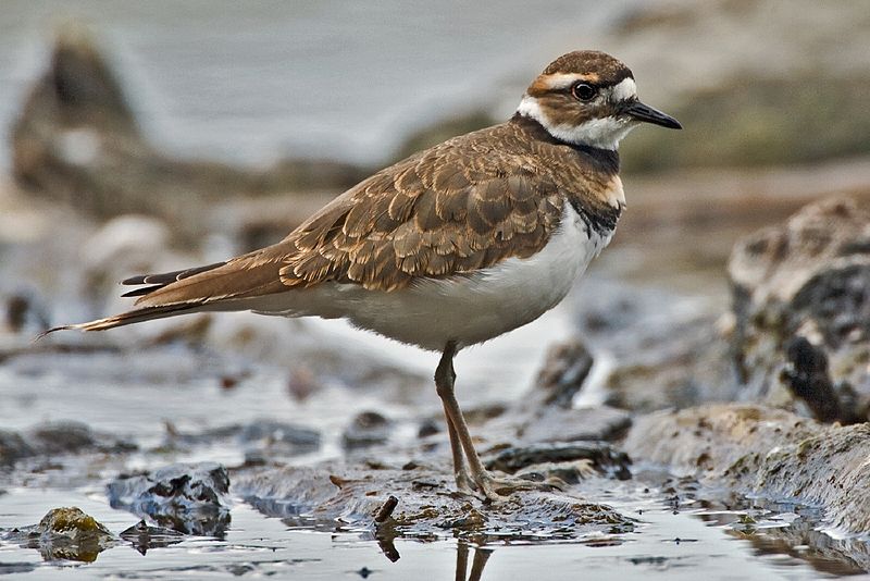 Killdeer