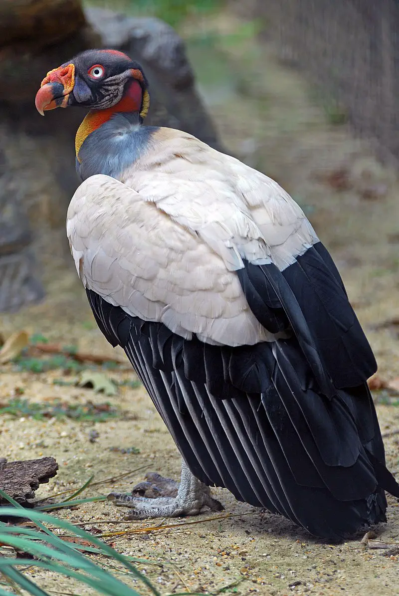 King vulture