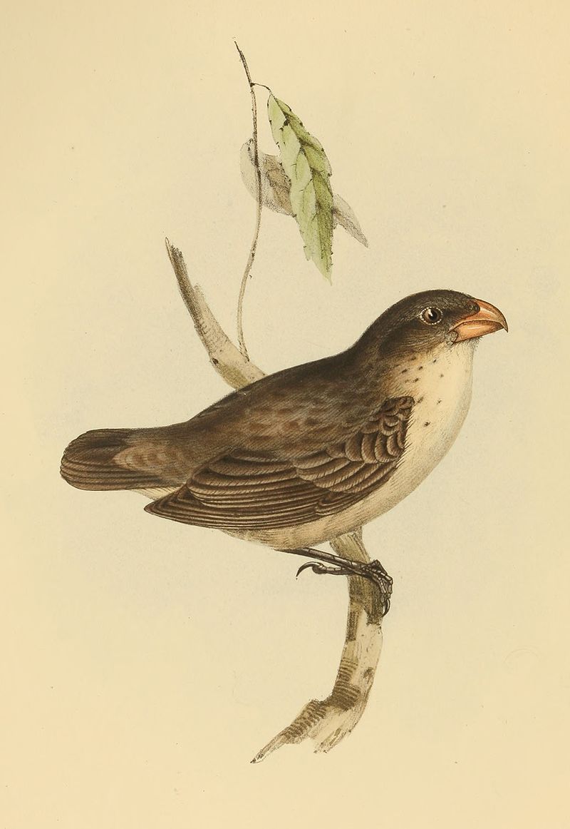 Large tree finch