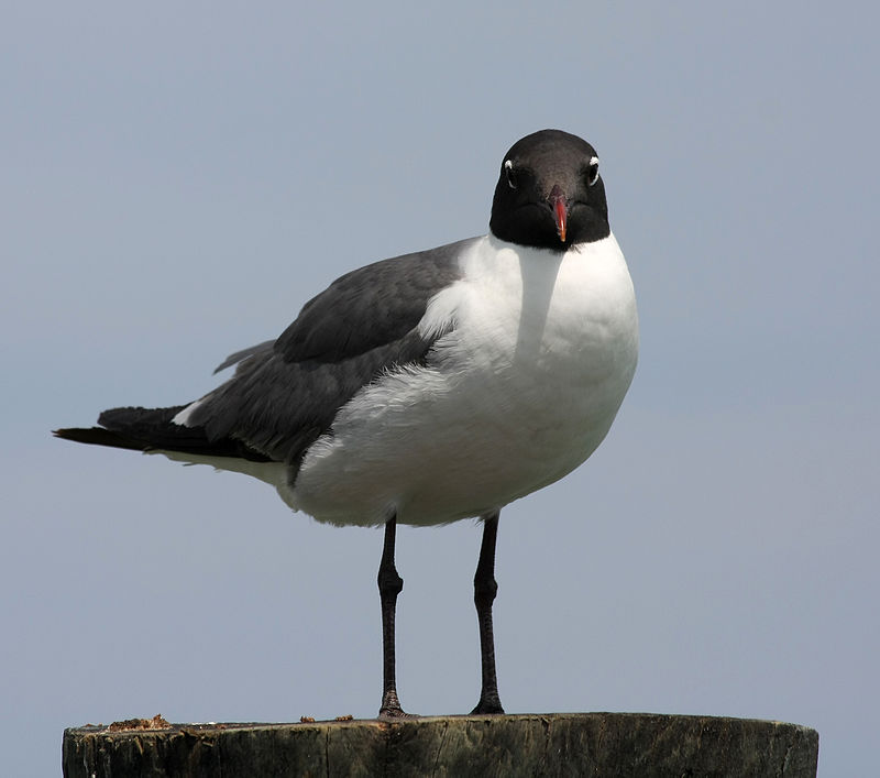 Laughing gull