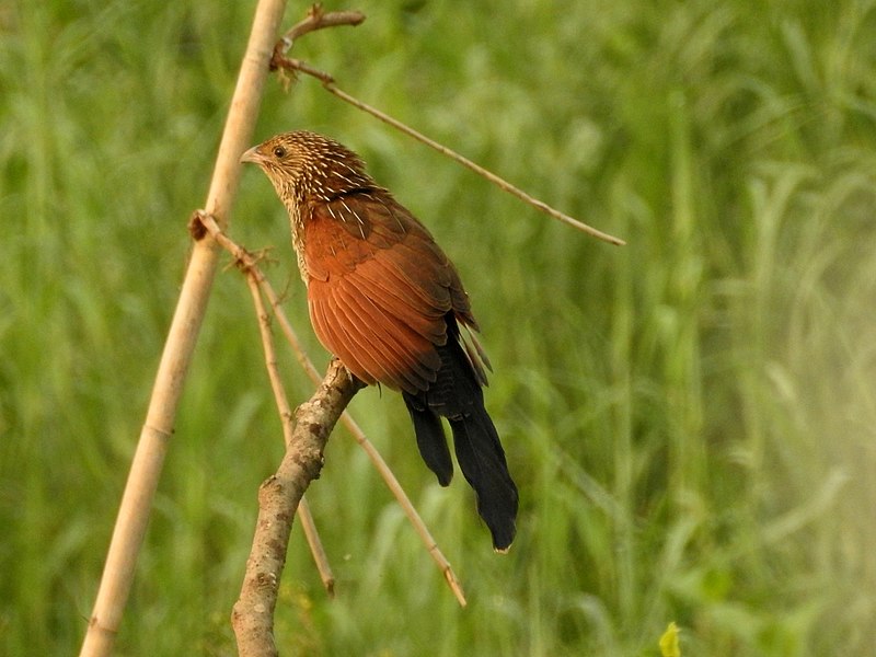 Lesser coucal