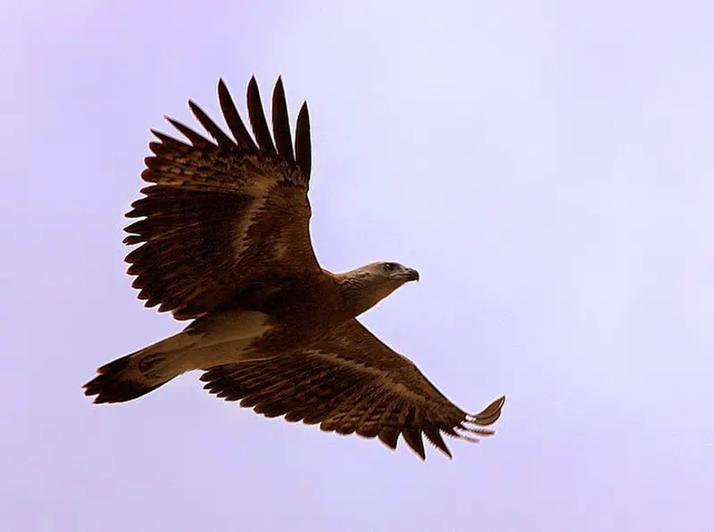 Lesser fish eagle