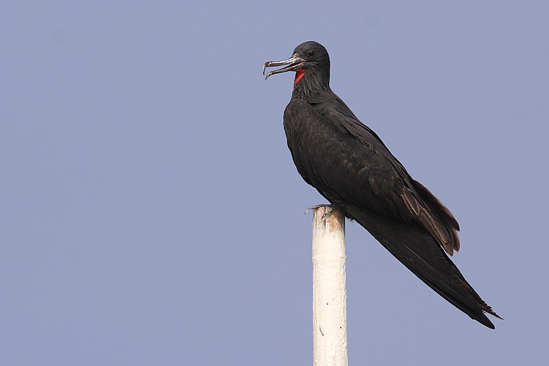 Lesser frigatebird