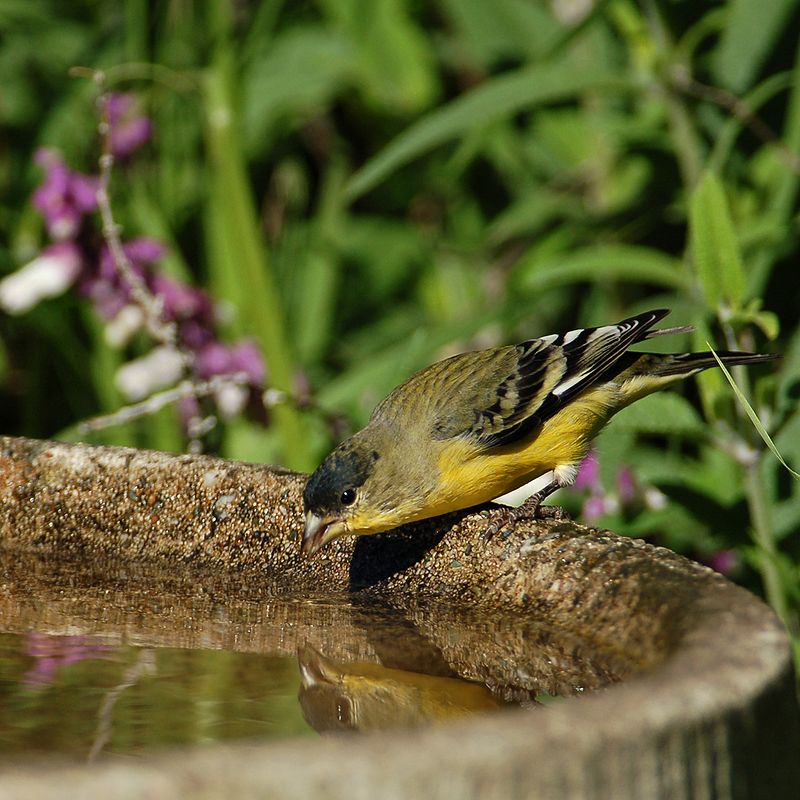 Lesser goldfinch