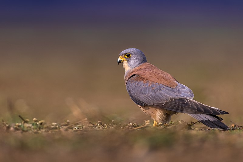 Lesser kestrel