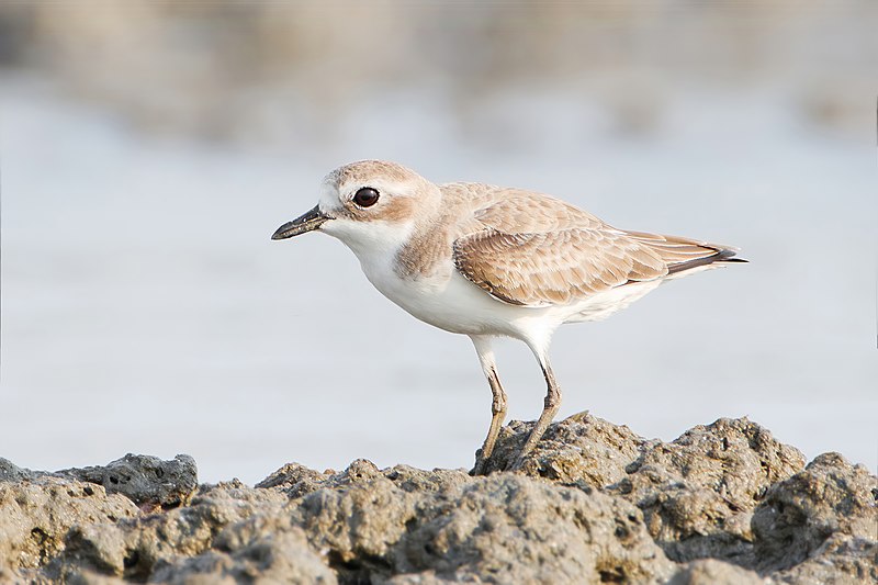 Lesser sand plover