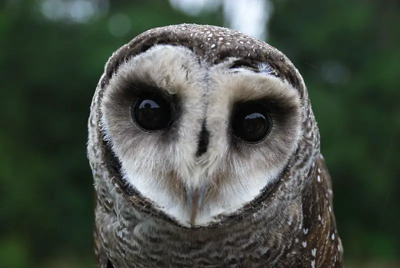 Lesser sooty owl