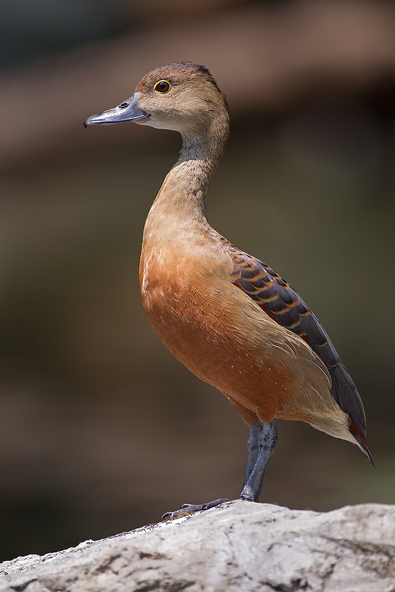 Lesser whistling duck