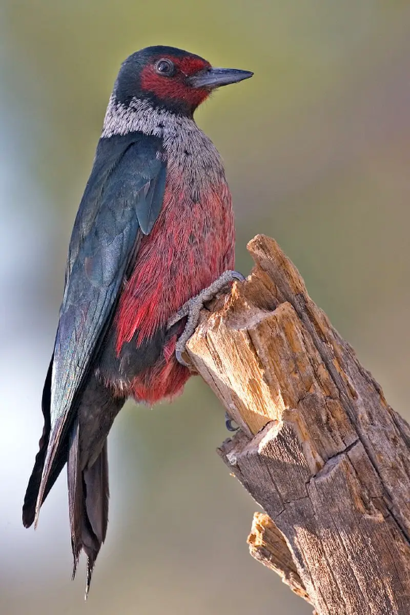 Lewis s woodpecker