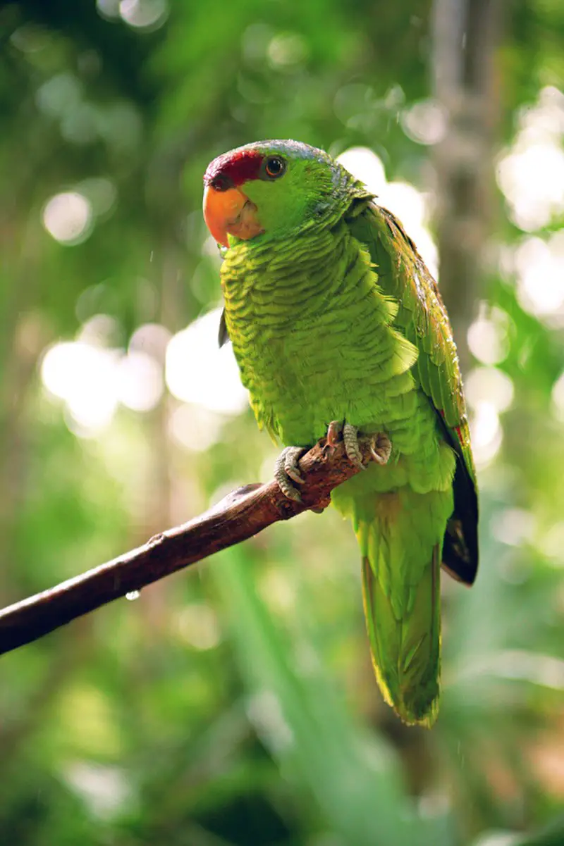 Lilac-crowned amazon