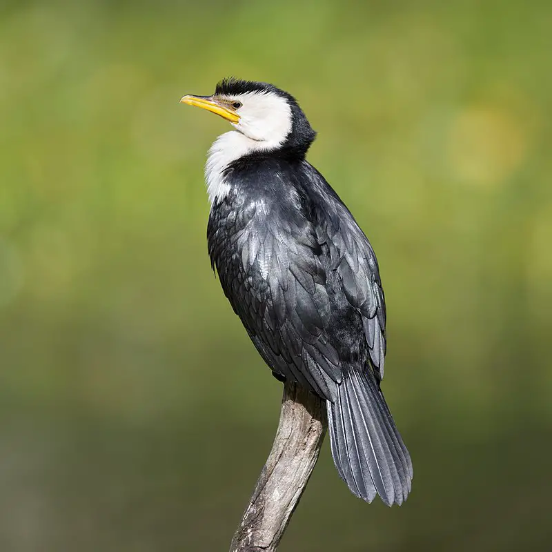 Little pied cormorant