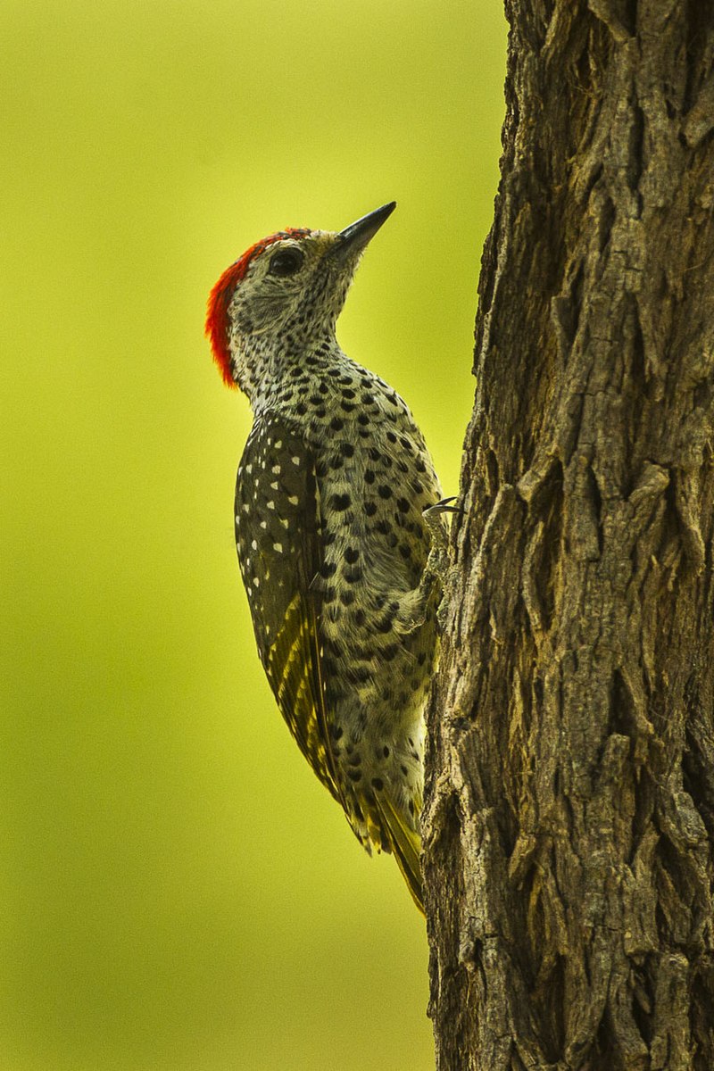 Little spotted woodpecker