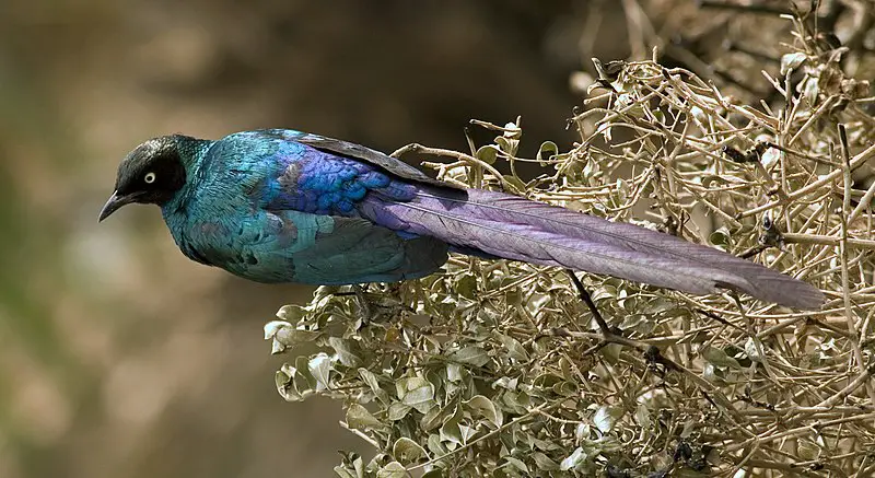 Long-tailed glossy starling