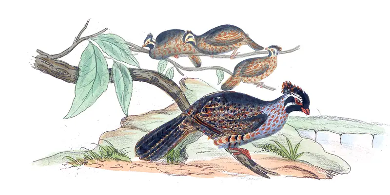 Long-tailed wood partridge