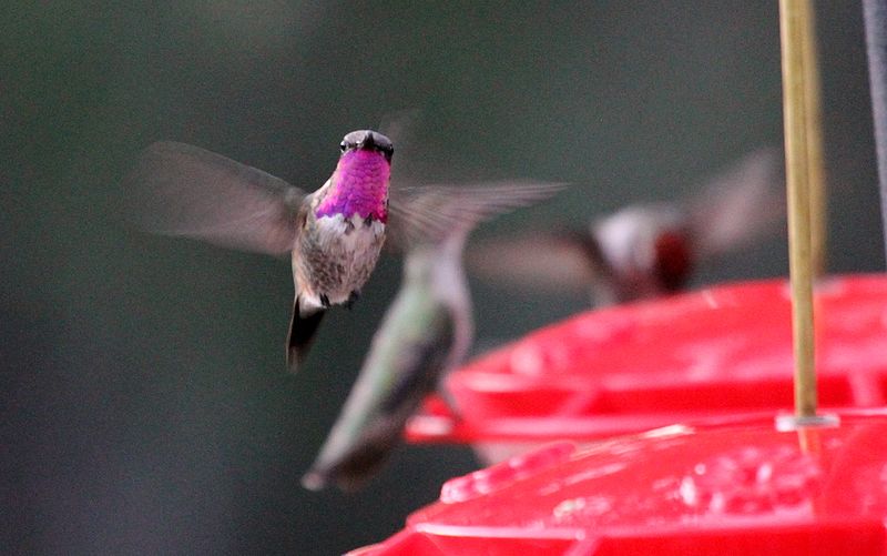 Lucifer sheartail